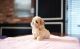 Maltipoo Puppies for sale in Dundee, NY 14837, USA. price: NA