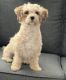 Maltipoo Puppies for sale in Walpole, MA 02081, USA. price: $3,650