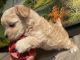 Maltipoo Puppies for sale in Goldsboro, NC, USA. price: $1,000