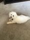 Maltipoo Puppies for sale in Valparaiso, IN, USA. price: $500