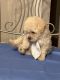 Maltipoo Puppies for sale in Suffolk, VA, USA. price: $3,000