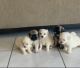 Maltipoo Puppies for sale in Homestead, FL 33033, USA. price: NA