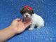 Maltipoo Puppies for sale in Hacienda Heights, CA, USA. price: $599