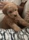 Maltipoo Puppies for sale in 316 S Kelsey St, Monroe, WA 98272, USA. price: $1,500