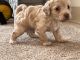 Maltipoo Puppies for sale in San Francisco, CA, USA. price: $1,100