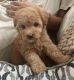 Maltipoo Puppies for sale in 316 S Kelsey St, Monroe, WA 98272, USA. price: $1,200
