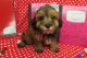 Maltipoo Puppies for sale in Hulbert, OK 74441, USA. price: $1,500