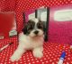 Maltipoo Puppies for sale in Hulbert, OK 74441, USA. price: $1,500