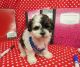 Maltipoo Puppies for sale in Hulbert, OK 74441, USA. price: $2,000