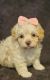 Maltipoo Puppies for sale in Palm Coast, FL 32137, USA. price: $1,500