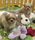 Maltipoo Puppies for sale in Torrance, CA 90504, USA. price: $700