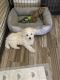 Maltipoo Puppies for sale in Devore Heights, CA 92407, USA. price: $600