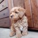 Maltipoo Puppies for sale in East Los Angeles, CA, USA. price: $850