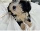 Maltipoo Puppies for sale in Dallas, TX, USA. price: $600