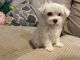 Maltipoo Puppies for sale in Frisco, TX, USA. price: $400