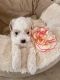 Maltipoo Puppies for sale in San Diego, CA, USA. price: $750
