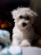 Maltipoo Puppies for sale in Kansas City, MO, USA. price: $400