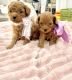 Maltipoo Puppies for sale in Franklinton, LA 70438, USA. price: $875