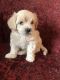 Maltipoo Puppies for sale in Peoria, AZ, USA. price: $1,800