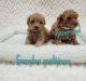 Maltipoo Puppies for sale in Fort Lauderdale, FL, USA. price: $2,000
