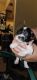 Maltipoo Puppies for sale in Largo, FL, USA. price: $2,000