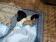 Maltipoo Puppies for sale in Canton, GA, USA. price: $1,200