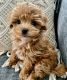 Maltipoo Puppies for sale in Council Bluffs, IA, USA. price: $400