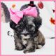 Maltipoo Puppies for sale in Austin, TX, USA. price: $1,800