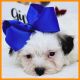 Maltipoo Puppies for sale in Austin, TX, USA. price: $1,200