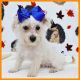 Maltipoo Puppies for sale in Austin, TX, USA. price: $500