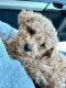 Maltipoo Puppies for sale in Fayetteville, NC, USA. price: $450