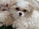Maltipoo Puppies for sale in Lakeland, FL, USA. price: $600
