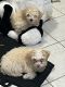 Maltipoo Puppies for sale in Cartersville, GA, USA. price: $250