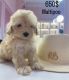 Maltipoo Puppies for sale in Torrance, CA, USA. price: $600