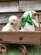 Maltipoo Puppies for sale in Columbia, MS 39429, USA. price: $400