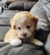 Maltipoo Puppies for sale in Katy, TX, USA. price: $650