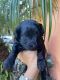 Maltipoo Puppies for sale in Lakeland, FL, USA. price: $1,800
