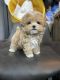 Maltipoo Puppies for sale in 6607 Cove Creek Dr, Billings, MT 59106, USA. price: $700