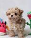 Maltipoo Puppies for sale in Concord, NH, USA. price: $400