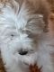 Maltipoo Puppies for sale in Gresham, OR 97030, USA. price: $600