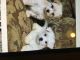 Maltipoo Puppies for sale in Keene, NH, USA. price: $1,300