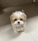 Maltipoo Puppies for sale in Torrance, CA, USA. price: $650