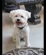 Maltipoo Puppies for sale in Madera, CA, USA. price: $100