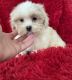 Maltipoo Puppies for sale in La Habra, CA 90631, USA. price: $799