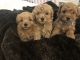 Maltipoo Puppies for sale in Brainerd, MN 56401, USA. price: $800