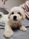 Maltipoo Puppies for sale in Hickory, NC 28602, USA. price: $400