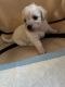 Maltipoo Puppies for sale in Billerica, MA, USA. price: $500