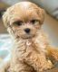 Maltipoo Puppies for sale in Fargo, ND, USA. price: $400