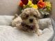 Maltipoo Puppies for sale in Sioux Falls, SD, USA. price: $400