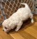Maltipoo Puppies for sale in Billerica, MA, USA. price: $500